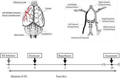 Mechanisms Underlying Neuroprotection by the NSAID Mefenamic Acid in an Experimental Model of Stroke